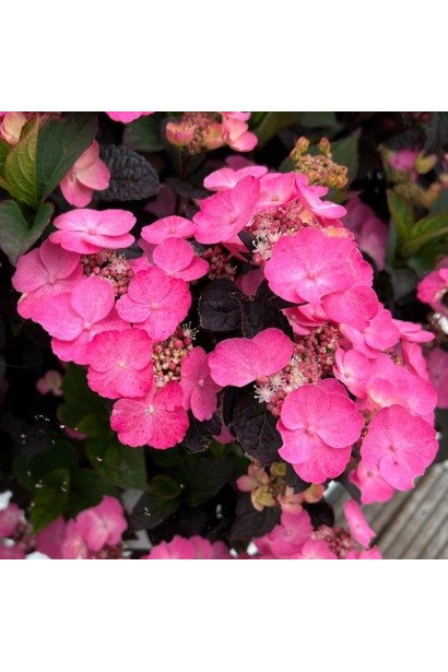 Крупний план суцвіття гортензії Daredevil з різноманітними відтінками рожевого та червоного на нижньому тлі.